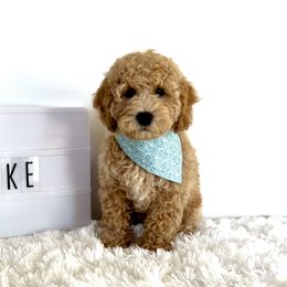 Boy 1 - Cream Goldendoodle puppy in Draper, Utah from CNC's Darling Doodles