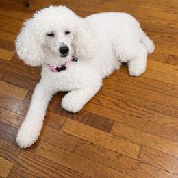 Sushi - Poodle