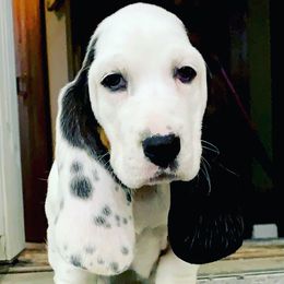 Basset Hound Puppies from The Lowlife Basset Hounds