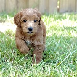 Snap - Red male Australian Labradoodle puppy in Calhoun, Louisiana from Arrowhead Australian Labradoodles