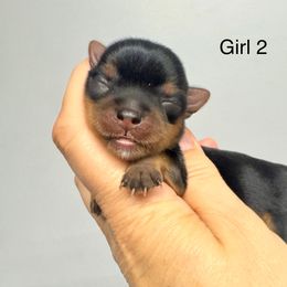 Lily - Black and gold female Yorkshire Terrier puppy in Fredericksburg, Indiana from Yorkie Blessings