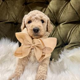 Huggsie - Gold male Australian Labradoodle puppy in Leonard, Texas from Laird Farms
