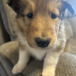 Sophie - White female Collie puppy in Abilene, Texas from Regal Lassie's