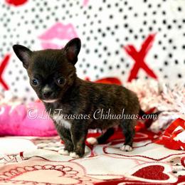 Reebok - Fawn brindled black male Chihuahua puppy in Anderson, South Carolina from Lil Treasures Chihuahuas