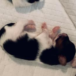 Boy 2 - Mini Size - Black tan and white male Biewer Terrier puppy in Litchfield Park, Arizona from Phoenix Golden Retriever & Biewer Terriers