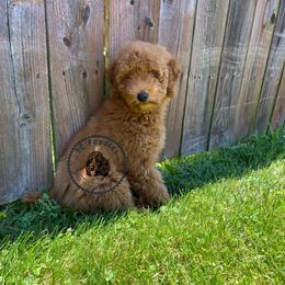 Poodle Puppies from 3C Poodles