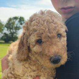Pink Collar - Apricot female Goldendoodle puppy in Ottawa, Kansas from Kansas Country Doodles
