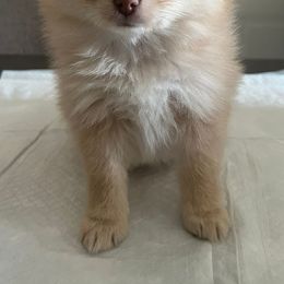Pomeranians from AFM puppies