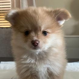 Pomeranians from AFM puppies