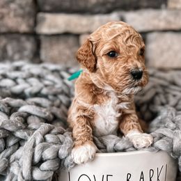 Harry - Apricot Goldendoodle puppy in Corona, California from West Coast Goldendoodles