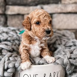Harry - Apricot Goldendoodle puppy in Corona, California from West Coast Goldendoodles