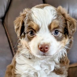 Girl 1 - Red tri Miniature Australian Shepherd puppy in Quitman, Arkansas from Horseshoes and Aussies
