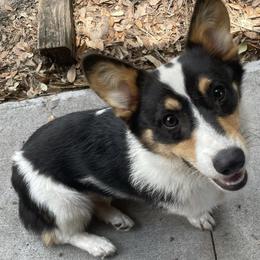 Pembroke Welsh Corgis from C3 Kennels - Corgi