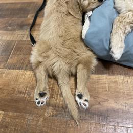 Mayor Augustus - Apricot Goldendoodle puppy in Rushmore, Minnesota from Country Side doodles and poodles