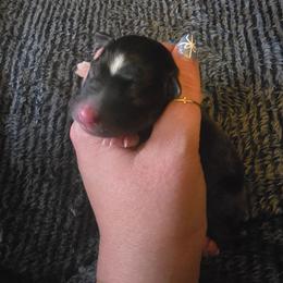 Vegeta - Black tri male Miniature Australian Shepherd puppy in Arlington, Texas from CopperHead Aussies