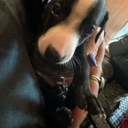 Max - Black Italian Greyhound puppy in Waianae, Hawaii from Makanalani Yorkies and Iggys
