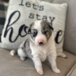 Cal - Atypical merle male Border Collie puppy in Jonesboro, Arkansas from Hampton Border Collies