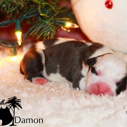 Damon - American Staffordshire Terrier puppy in Powhatan, Virginia from Ohana Amstaffs and Aussies