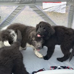 Mia OFA - Black female Newfoundland puppy in Falmouth, Michigan from Dyer Lake Newfoundland’s