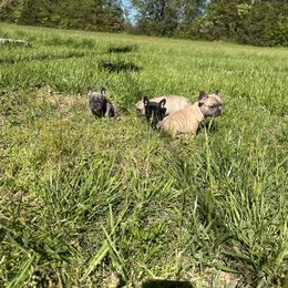 French Bulldog Puppies from Boone County Bulldogs
