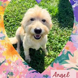 Angel - Goldendoodle