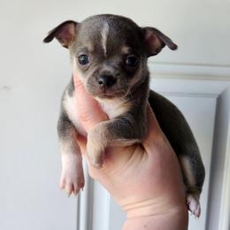 April - Blue and tan female Chihuahua puppy in Ashtabula, Ohio from Paw's & Awe's Chihuahuas
