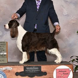 Belle - English Springer Spaniel