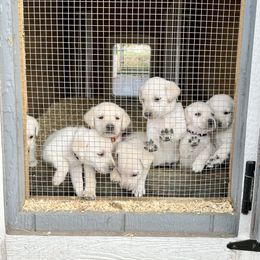 Basset Hound and Labrador Retriever Puppies from PARK’s Family Farm