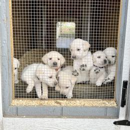 Basset Hound and Labrador Retriever Puppies from PARK’s Family Farm