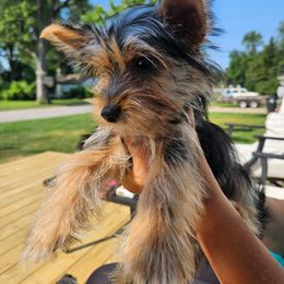 Peanut - Black & tan tri-color female Morkie puppy in Romulus, Michigan from Lady Watkins Kennels