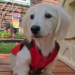 Dachshunds from CC Dachshunds and Adventures