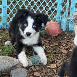 Boy 3 - Black tri-color male Australian Shepherd puppy in Lakeland, Florida from Infinite Aussies