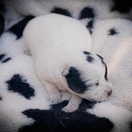 Male 1 - Blue male Australian Cattle Dog puppy in Kalispell, Montana from BTR Australian Cattle Dogs