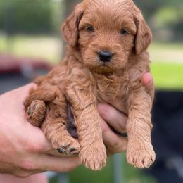 Goldendoodle Puppies from JD GoldenDoodles