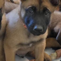 Orange - Fawn male Belgian Malinois puppy in Chesterfield, Virginia from Love Belgian Malinois