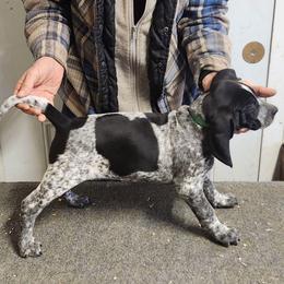 Girl 5 - Blue ticked female Bluetick Coonhound puppy in Caneville, Kentucky from Bluegrass Blueticks (BGK)