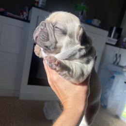 Atlas cocoa fawn from OFA'd parents - Fawn and white male French Bulldog puppy in Billings, Montana from Montana Made Frenchies
