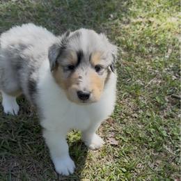 Neptune - Blue merle male Collie puppy in Malvern, Arkansas from Lost Acres Collies
