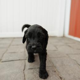 Waylon - Green Collar - Black male Goldendoodle puppy in Newell, Iowa from Front Porch Goldens