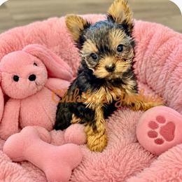 Willow - Black and gold female Yorkshire Terrier puppy in Forest Hill, Maryland from Chikito's Yorkies