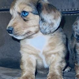 Boy 2 - Dapple male Dachshund puppy in Oklahoma from DRB Dachshunds