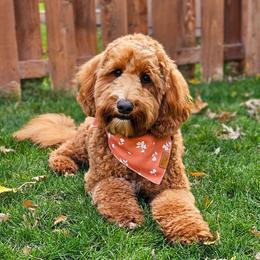 Saylor - Goldendoodle