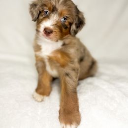 Aussiedoodle Puppies from Cotton Lane Puppies