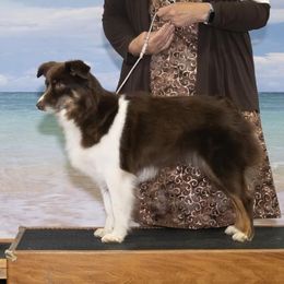 Miniature American Shepherd puppies from Tempus Fugit