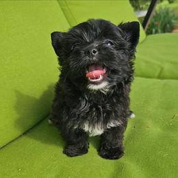 Streak - Black and tan female Yorkshire Terrier puppy in Jamestown, Tennessee from Royal  Furbabies