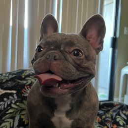 Josie - French Bulldog