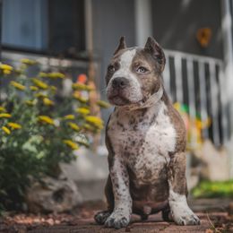 Captain - Blue brindle male American Bully puppy in Colorado Springs, Colorado from LouDogs Kennel