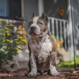 Captain - Blue brindle male American Bully puppy in Colorado Springs, Colorado from LouDogs Kennel