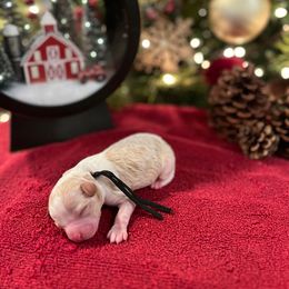 Snoopy - White male Cavapoo puppy in Englewood, Ohio from Hart’s Cavapoos