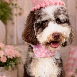 Assorted Doodle Crosses, Bernedoodles, Cockapoos, Double Doodles, and Goldendoodles from Hawk Mountain Doodles